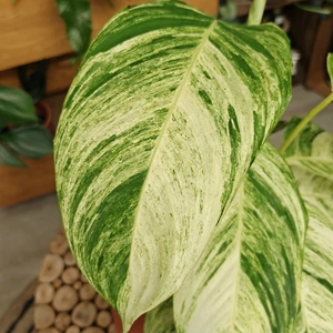 Calathea 'Charlie' - image 1