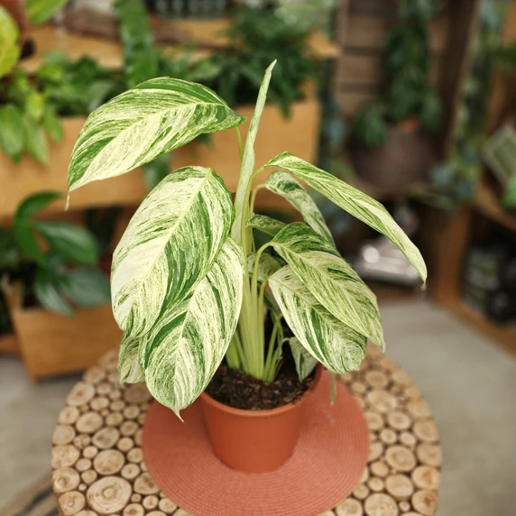 Calathea 'Charlie' - image 2