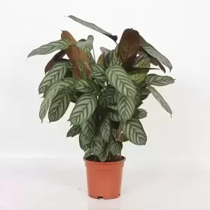 Calathea 'Compact Star' 17cm