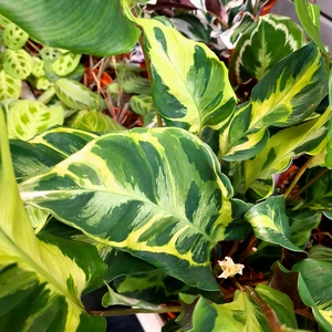 Calathea 'Confusion' - image 2