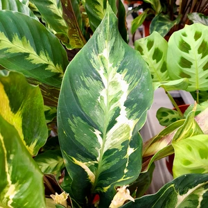 Calathea 'Confusion' - image 1