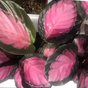 Calathea picturata 'Crimson' 14cm - image 2