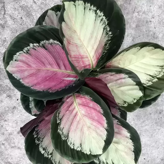 Calathea 'Crimson Green'