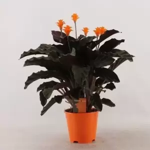 Calathea crocata 'Tassmania'