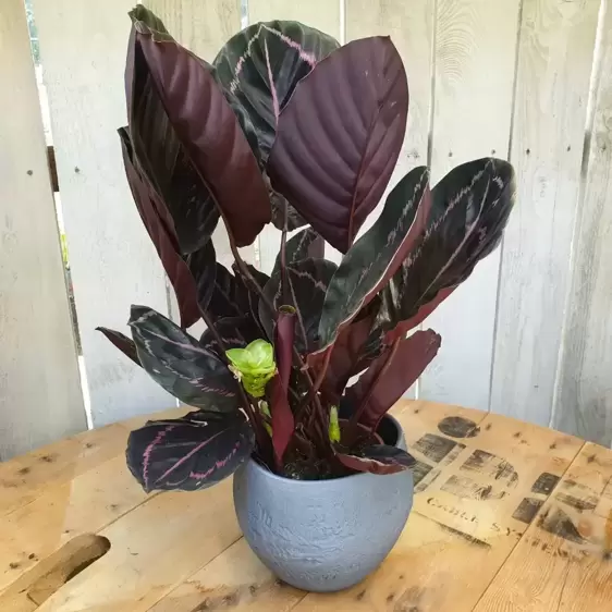 Calathea 'Dottie' 14cm - image 3