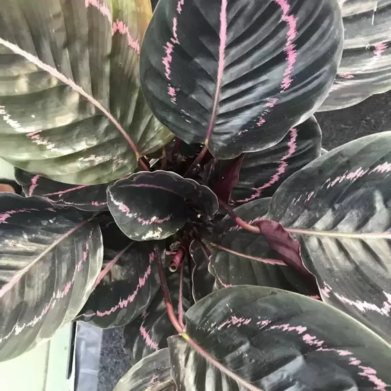 Calathea 'Dottie' 14cm - image 2