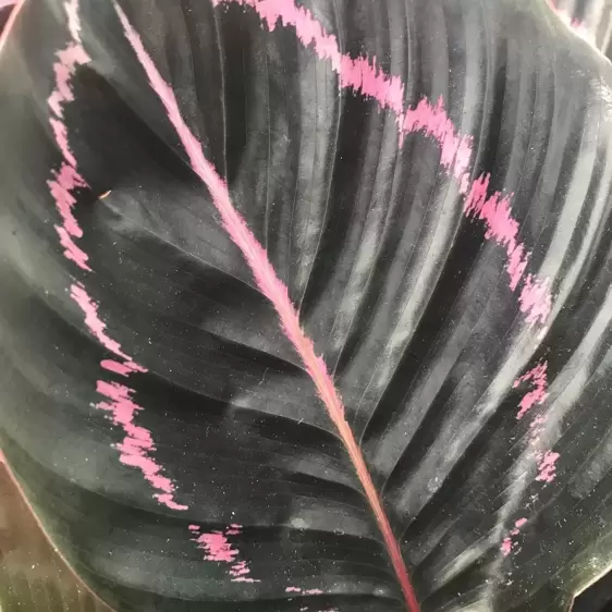 Calathea 'Dottie' 11cm
