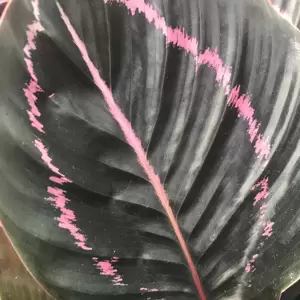 Calathea 'Dottie' 11cm