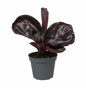 Calathea 'Dottie' 6cm - image 2