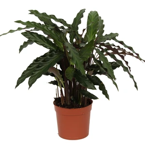 Calathea 'Elgergrass'