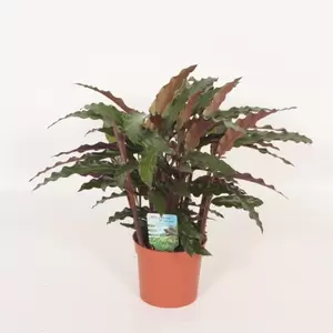 Calathea 'Elgergrass'