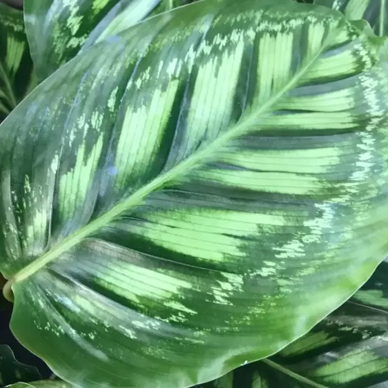 Calathea 'Flamestar' 14cm - image 2