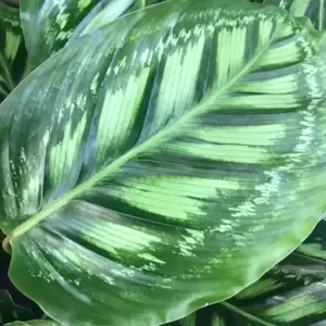 Calathea 'Flamestar' 14cm - image 2