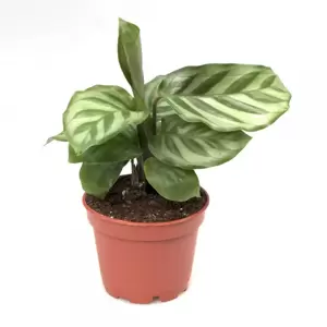 Calathea 'Freddie' 6cm