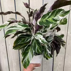 Calathea 'Fusion White' 14cm - image 3