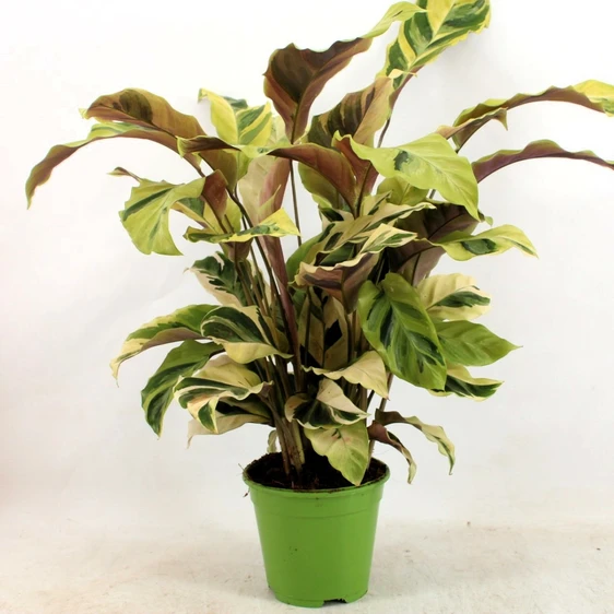 Calathea 'Fusion Yellow' 14cm - image 2