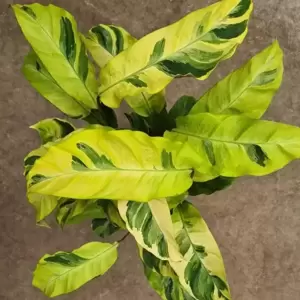 Calathea 'Fusion Yellow' - image 2