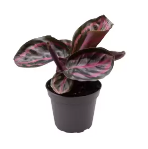 Calathea roseopicta 'Illustris' 6cm