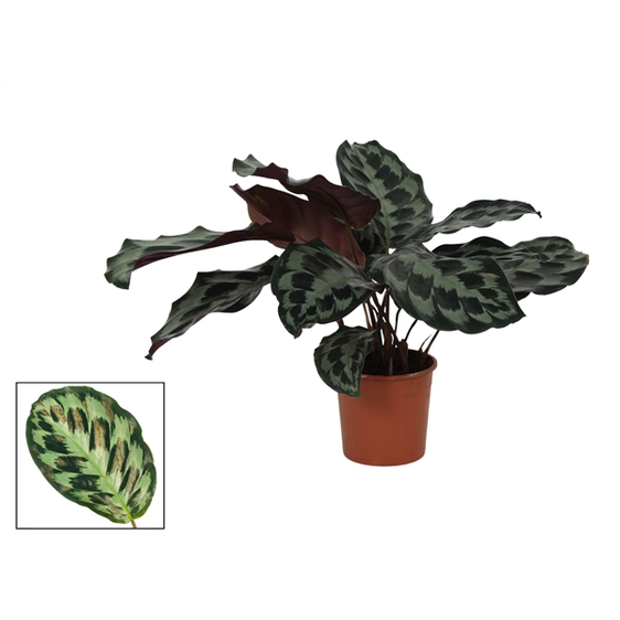 Calathea 'Kennedy' - image 1