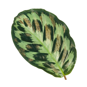 Calathea 'Kennedy' - image 2