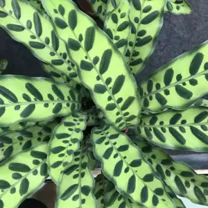 Calathea lancifolia 24cm - image 2