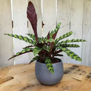 Calathea lancifolia 14cm - image 2