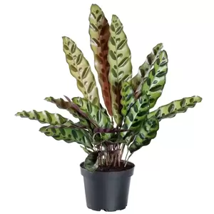 Calathea lancifolia 12cm - image 2