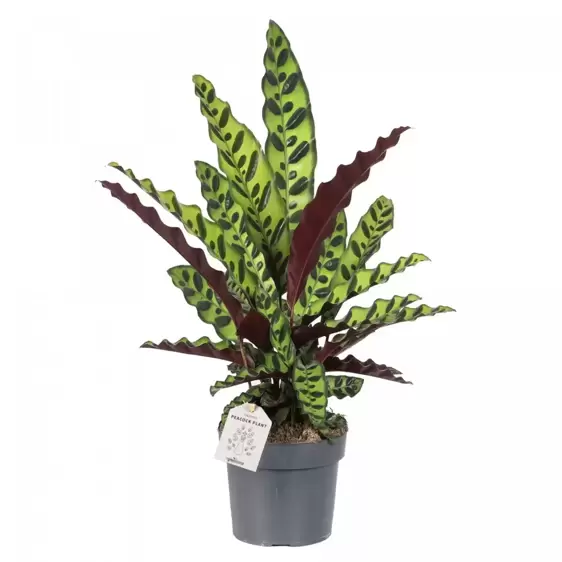 Calathea lancifolia 24cm - image 2