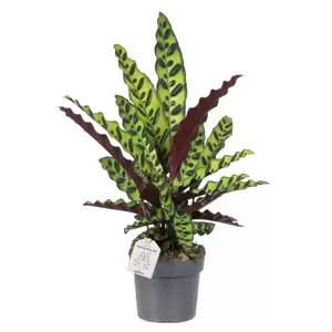 Calathea lancifolia 24cm - image 2