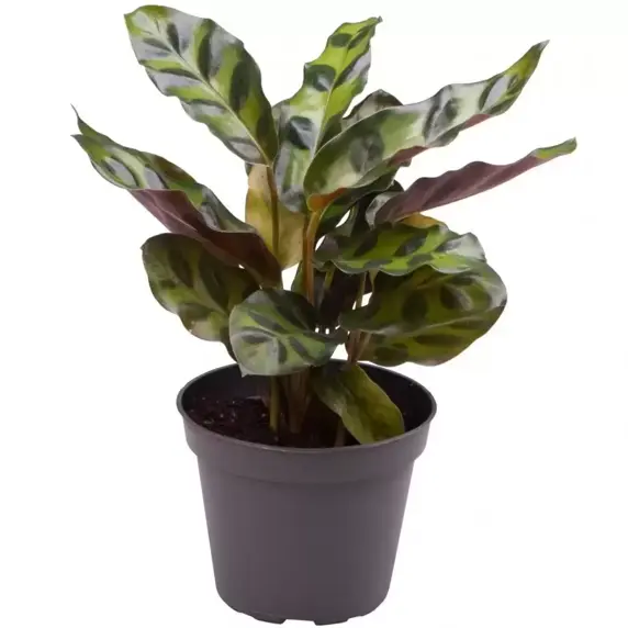 Calathea lancifolia (insignis) 6cm - image 2