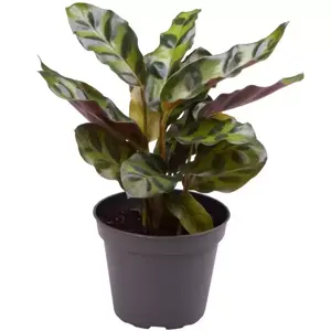 Calathea lancifolia (insignis) 6cm - image 2