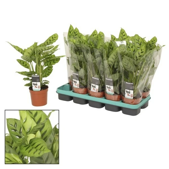 Calathea leopardina 12cm