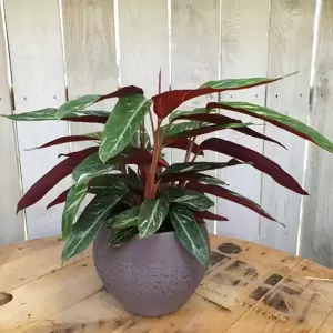 Calathea 'Magicstar' 17cm - image 5