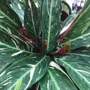 Calathea 'Magicstar' 17cm - image 1