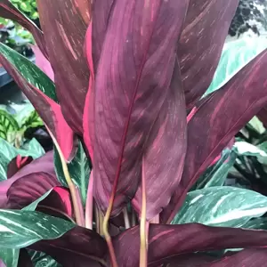 Calathea 'Magicstar' 17cm - image 2