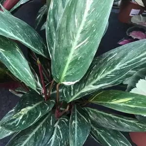 Calathea 'Magicstar' 17cm - image 3