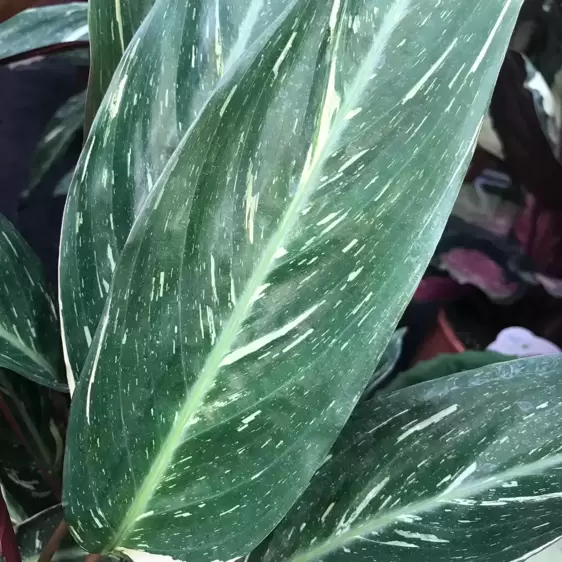 Calathea 'Magicstar' 17cm - image 4