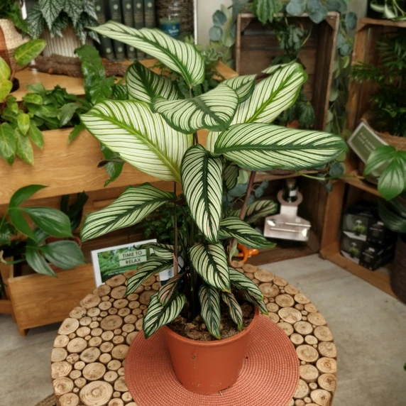 Calathea majestica - image 2