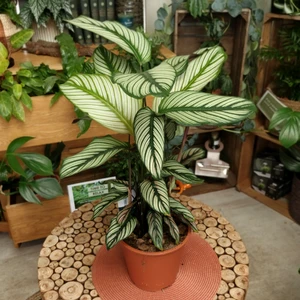 Calathea majestica - image 2