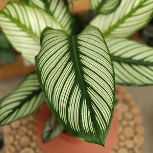 Calathea majestica - image 1