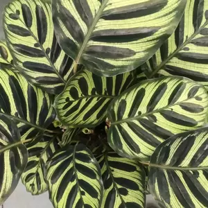 Calathea makoyana 14cm - image 1