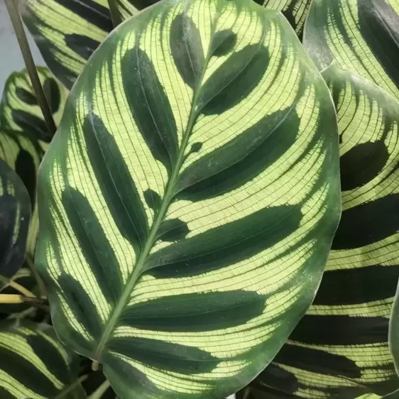 Calathea makoyana 14cm - image 2