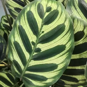 Calathea makoyana 21cm - image 2