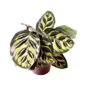 Calathea makoyana 6cm