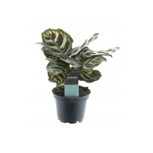Calathea makoyana 7cm - image 3