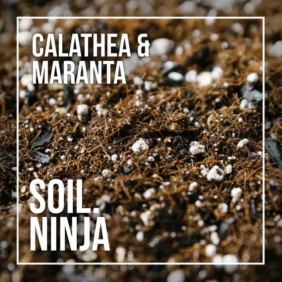 Calathea & Maranta Soil Mix Blend 2.5L - image 2