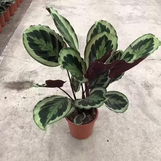 Calathea 'Marion' 21cm