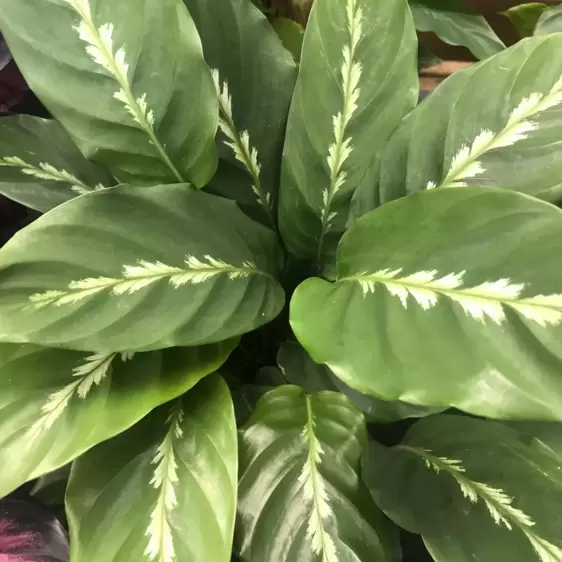 Calathea 'Maui Queen' 17cm - image 1