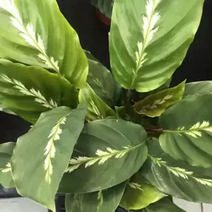 Calathea 'Maui Queen' 17cm - image 2