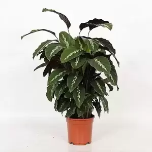 Calathea 'Maui Queen' 17cm - image 3